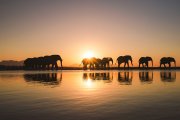 Erfahren Sie mehr vom weltberühmten Elephanten-Experten und Tierarzt Dr. Johan Marais über die sensiblen Dickhäuter