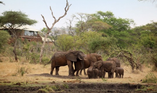 Elefanten vor der Lodge