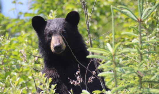 Ein neugieriger Schwarzbär auf Vancouver Island