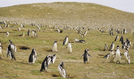 Beobachten Sie die Pinguine