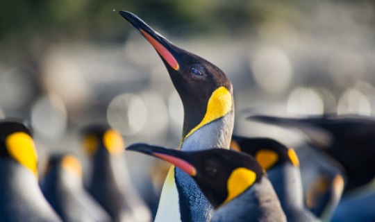 Königspinguin Kolonie