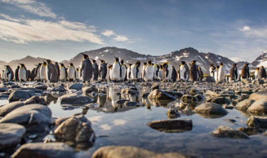 Eine Pinguinkolonie aus nächster Nähe bestaunen