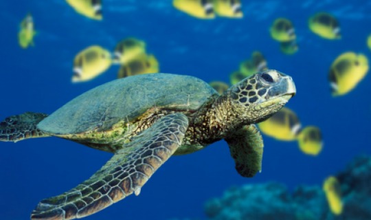 Erleben Sie die Schildkröten hautnah 