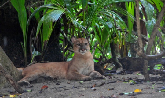 Corcovado-Nationalpark