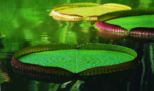 Vielfältige Flora