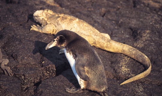 Die einzigartige Tierwelt erwartet Sie