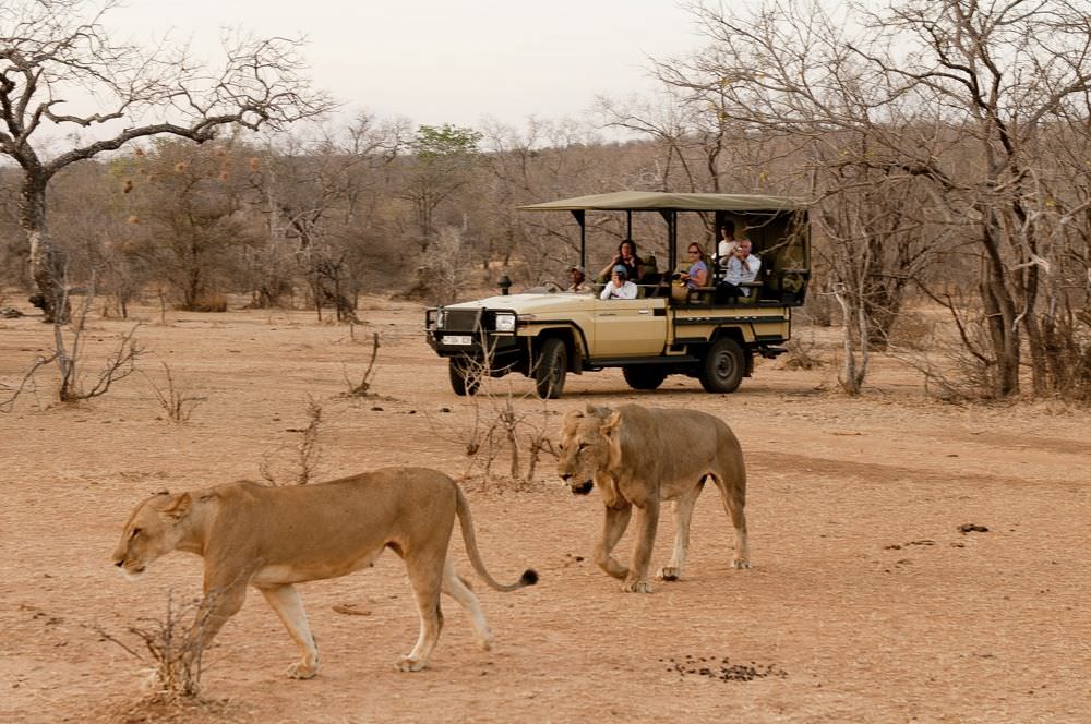 Spannende Pirschfahrten erwarten Sie