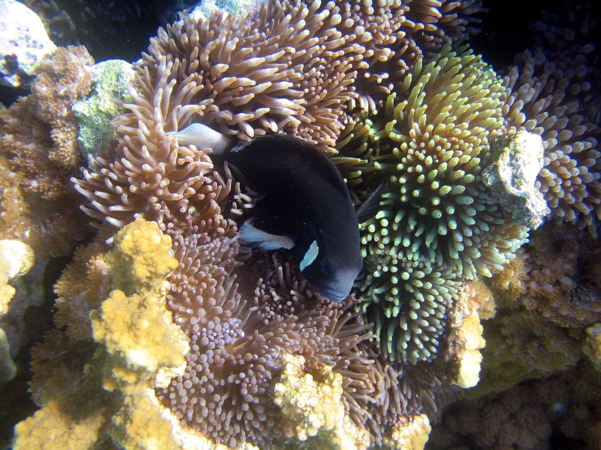 Farbenfrohe Unterwasserwelt