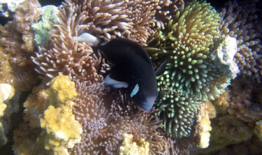 Farbenfrohe Unterwasserwelt
