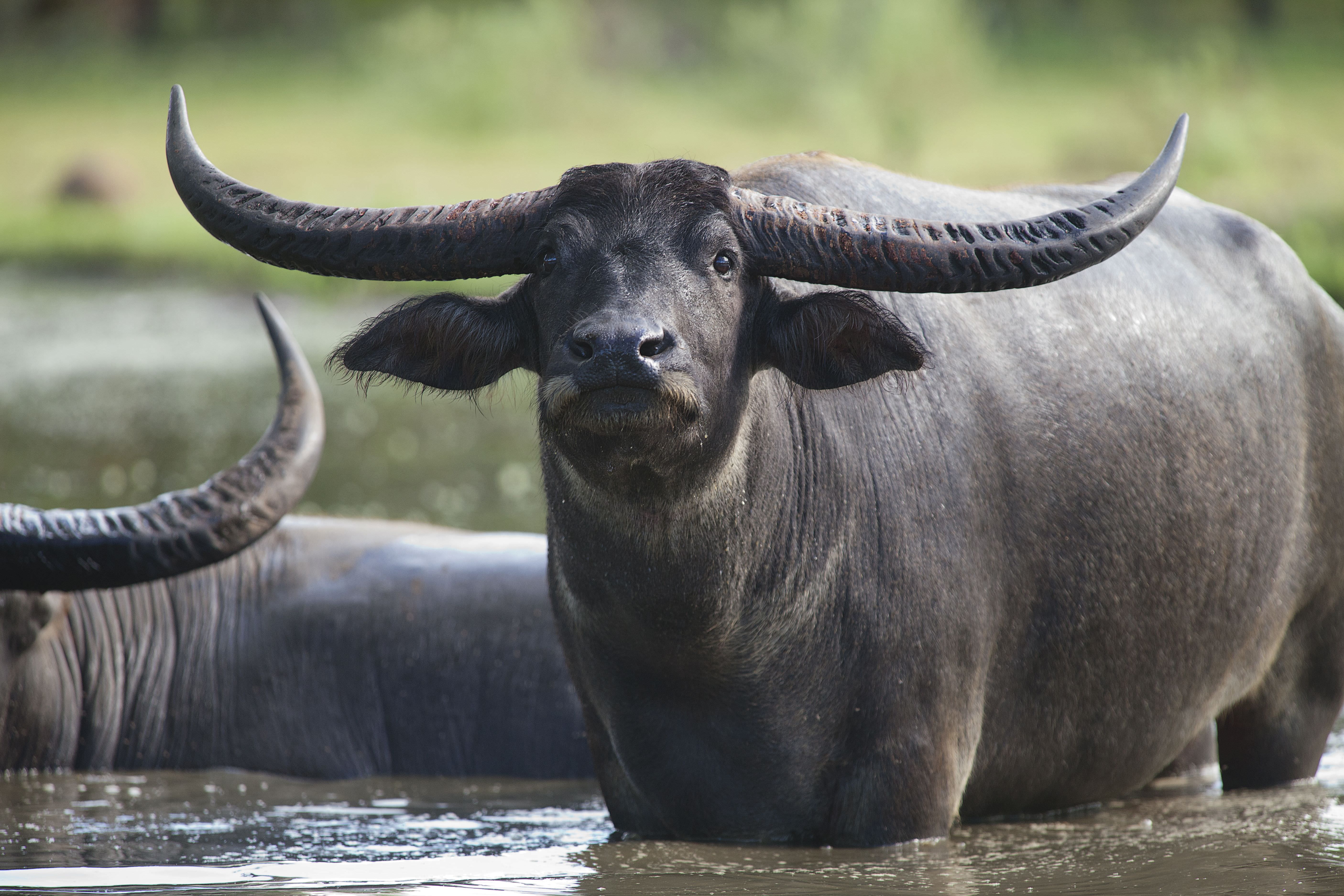 Majestätischer Wasserbüffel