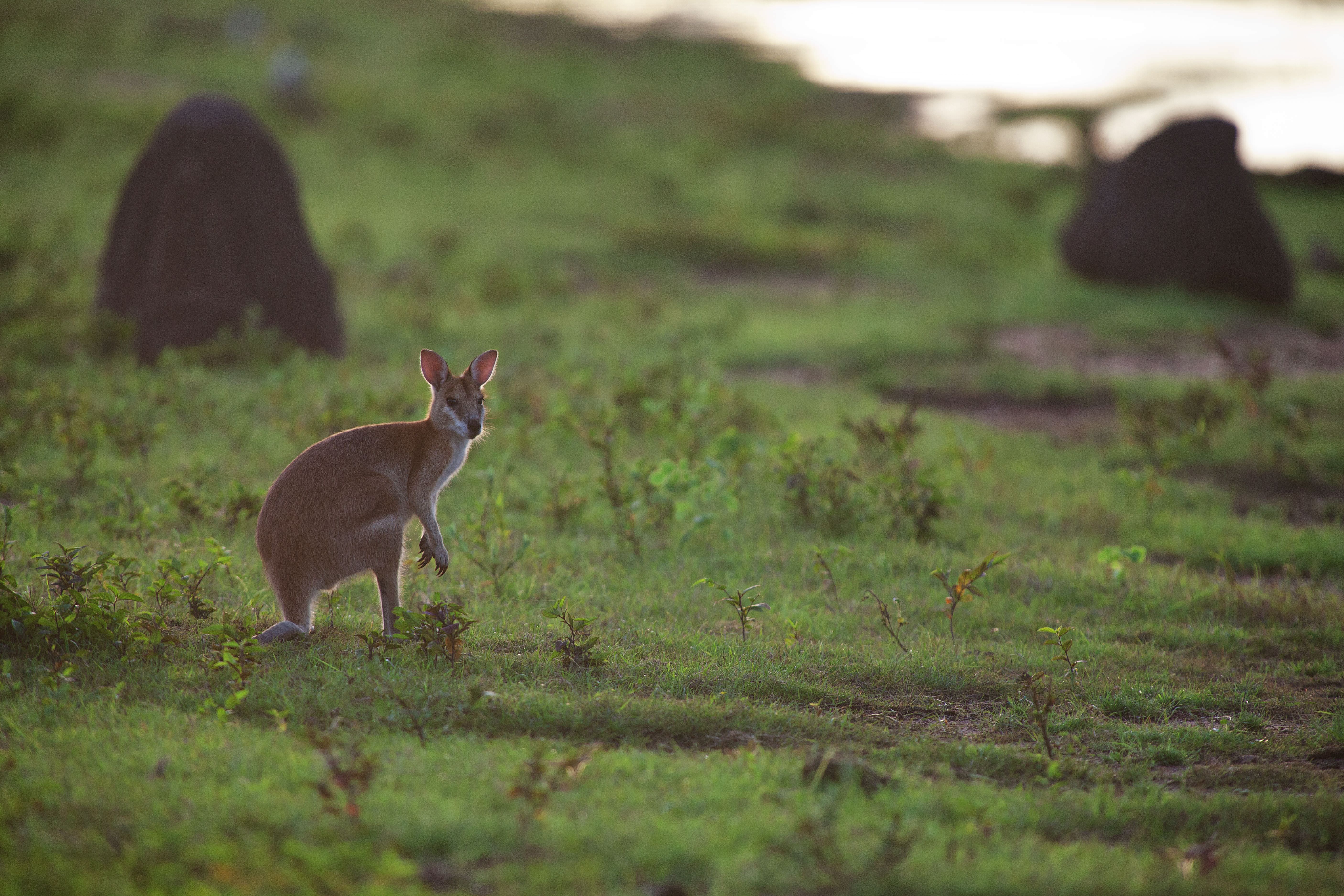 Ein neugieriger Besucher
