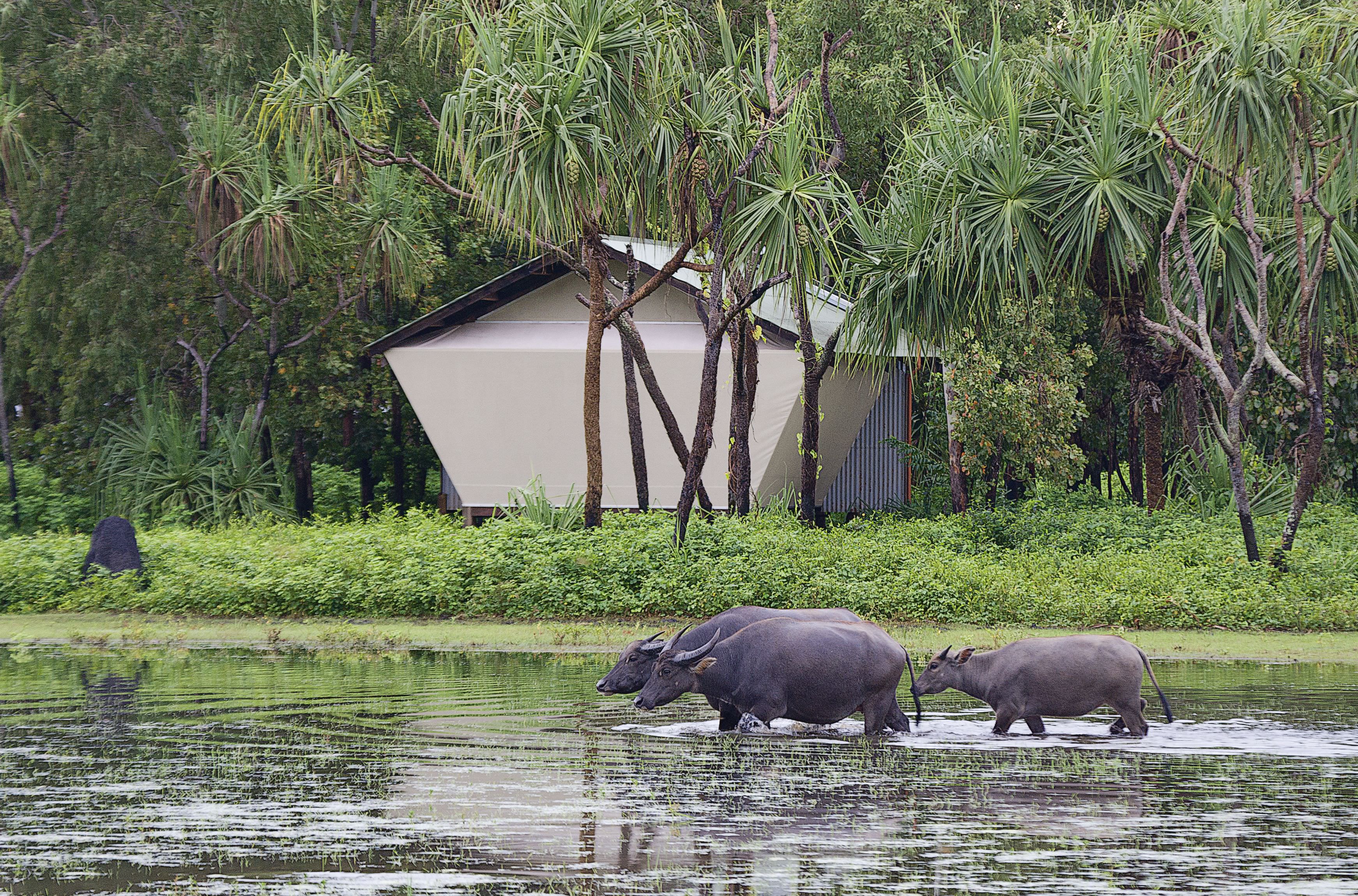 Bestaunen Sie das Wild vor Ihrer Suite