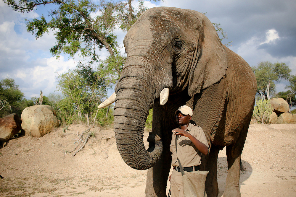 Der Elephanten Workshop: Ein absolut einzigartiges Erlebnis