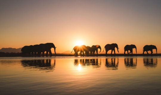 Erfahren Sie mehr vom weltberühmten Elephanten-Experten und Tierarzt Dr. Johan Marais über die sensiblen Dickhäuter
