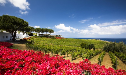 Inmitten von den satten Farben der Weinberge und Bougainville-Blüten