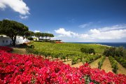 Inmitten von den satten Farben der Weinberge und Bougainville-Blüten