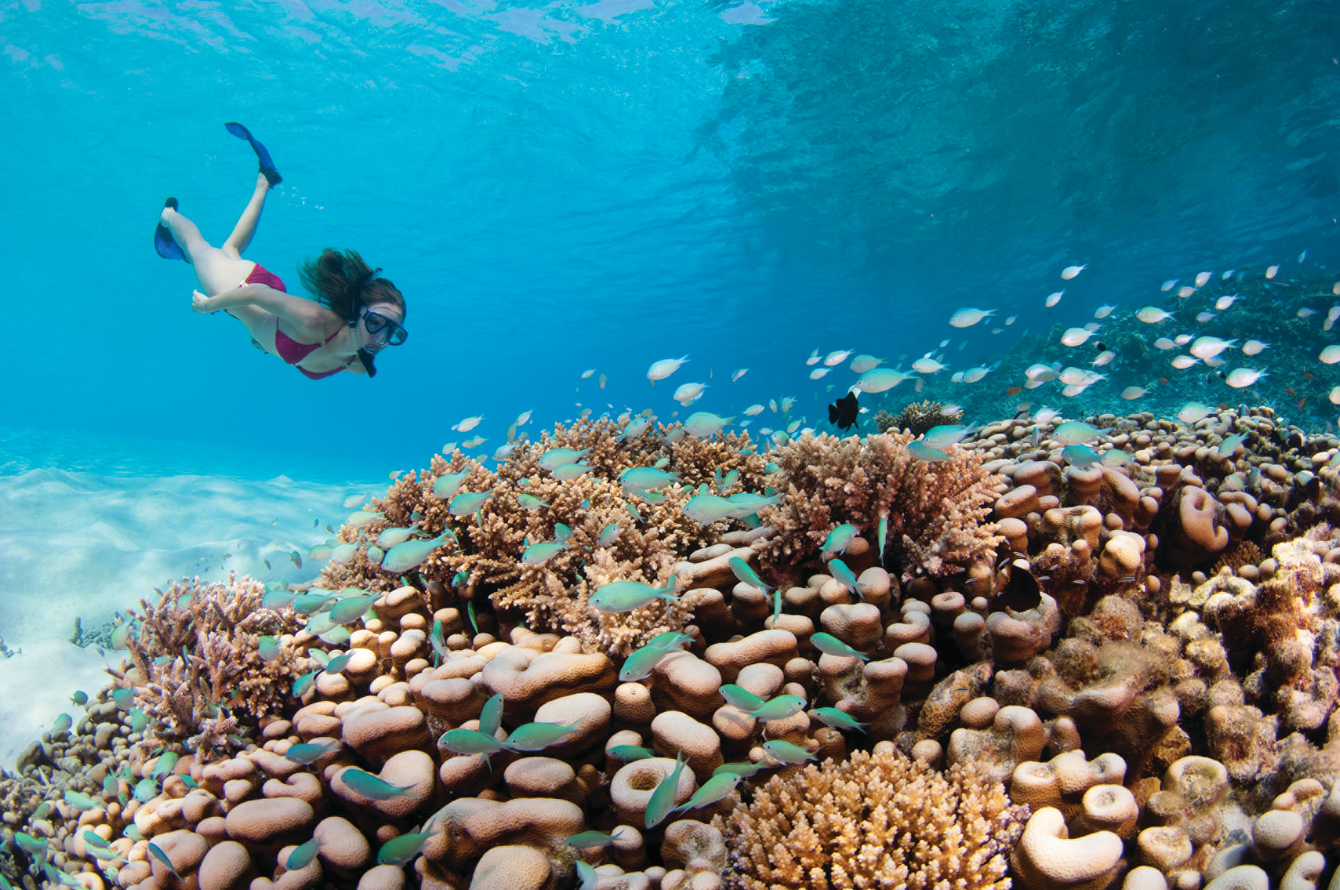 Ein farbenfrohes Korallenriff wartet darauf von Ihnen erkundet zu werden