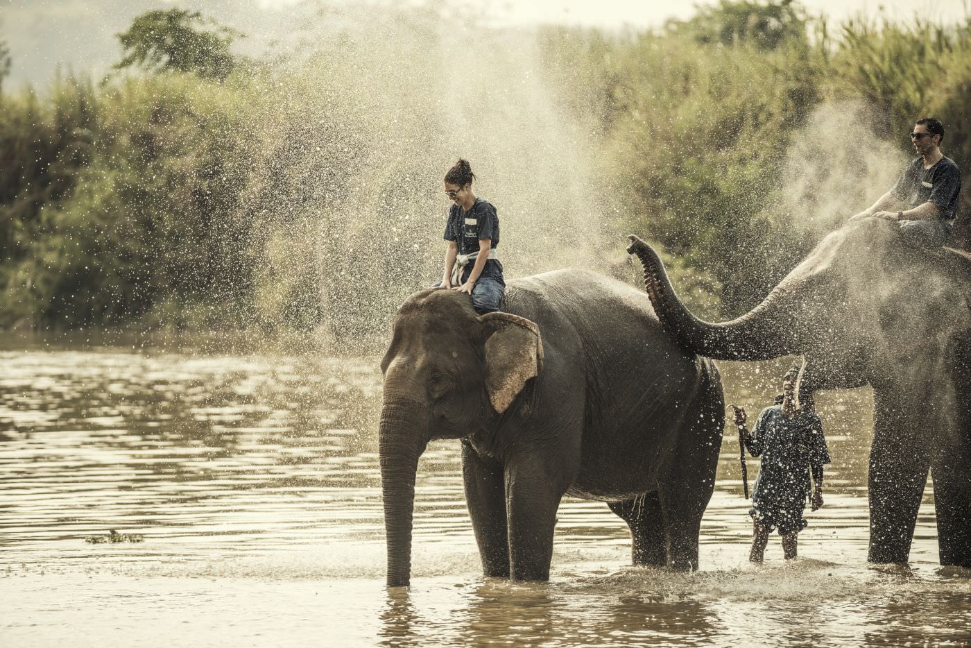 Werden Sie selbst zum Elefantenflüsterer