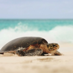 Fregate Island schützt die bedrohten Schildkröten