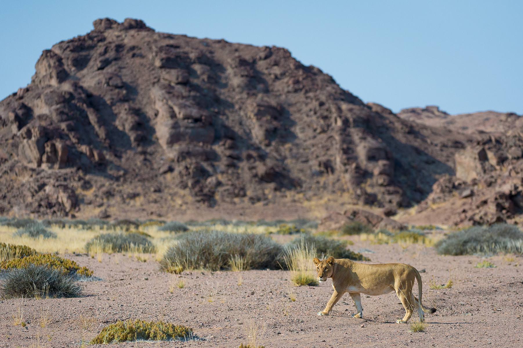 Einen ' Vanishing King` hautnah erleben