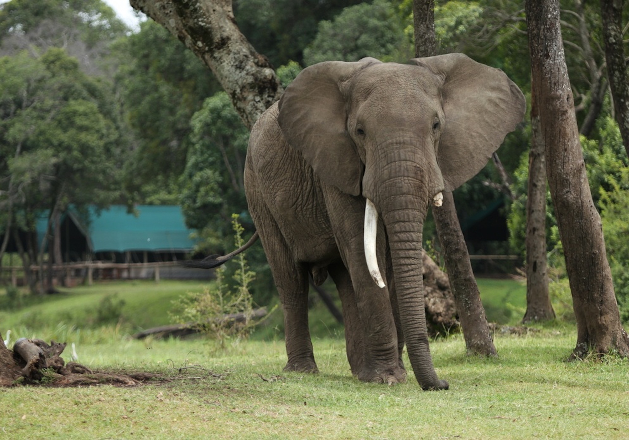 Häufige Besucher des Camps