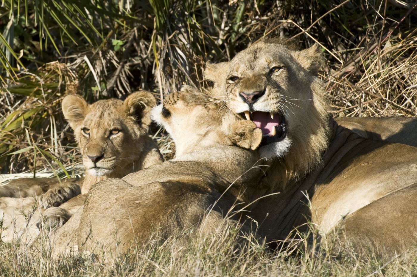 Einzigartige Tierwelt
