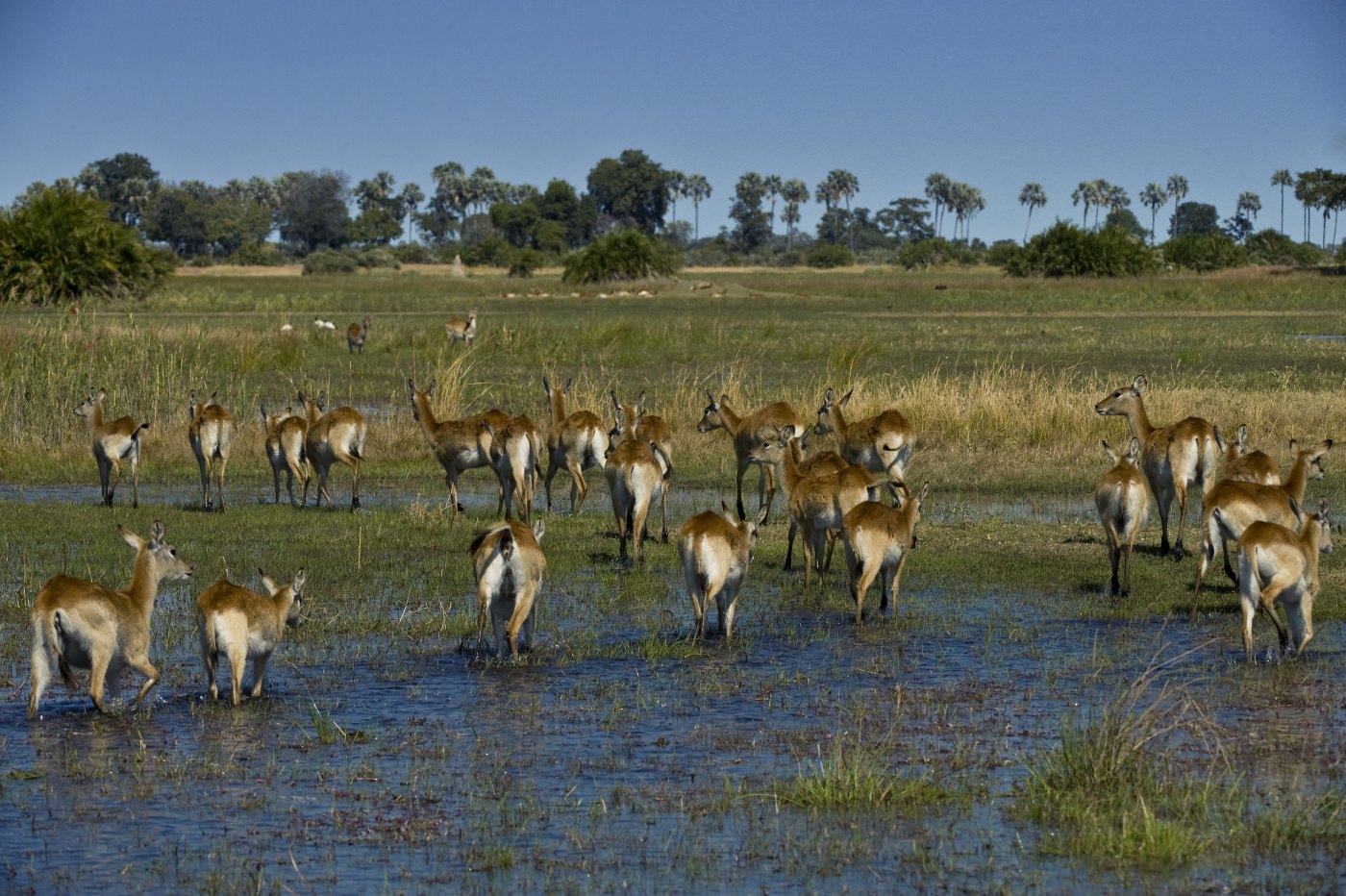 Begeben Sie sich auf Safaridrives