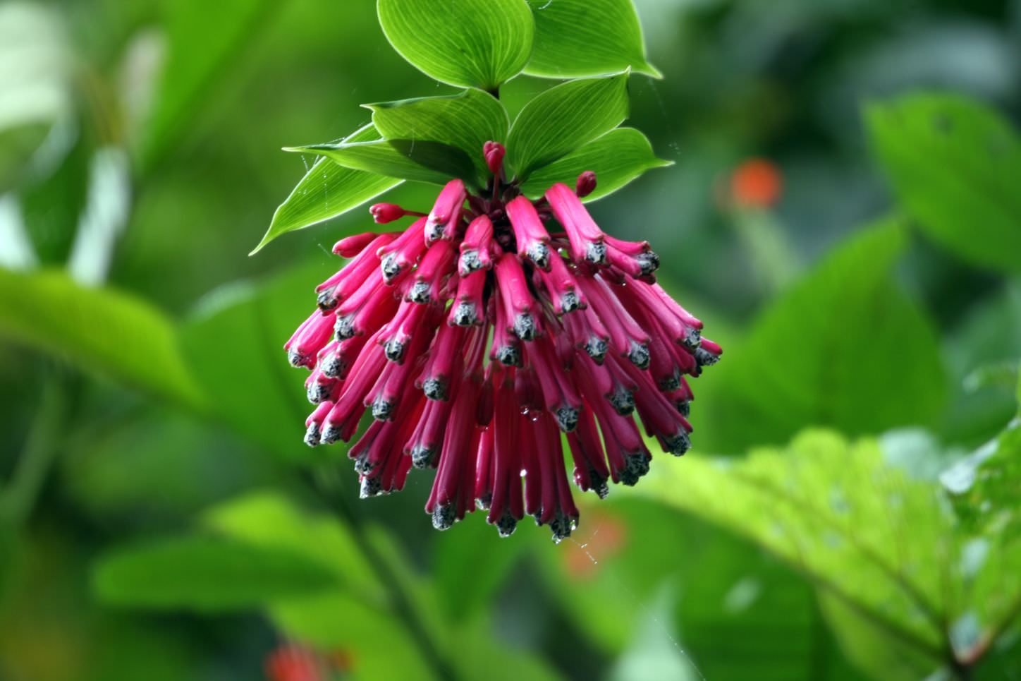 Farbenfrohe Naturwunder