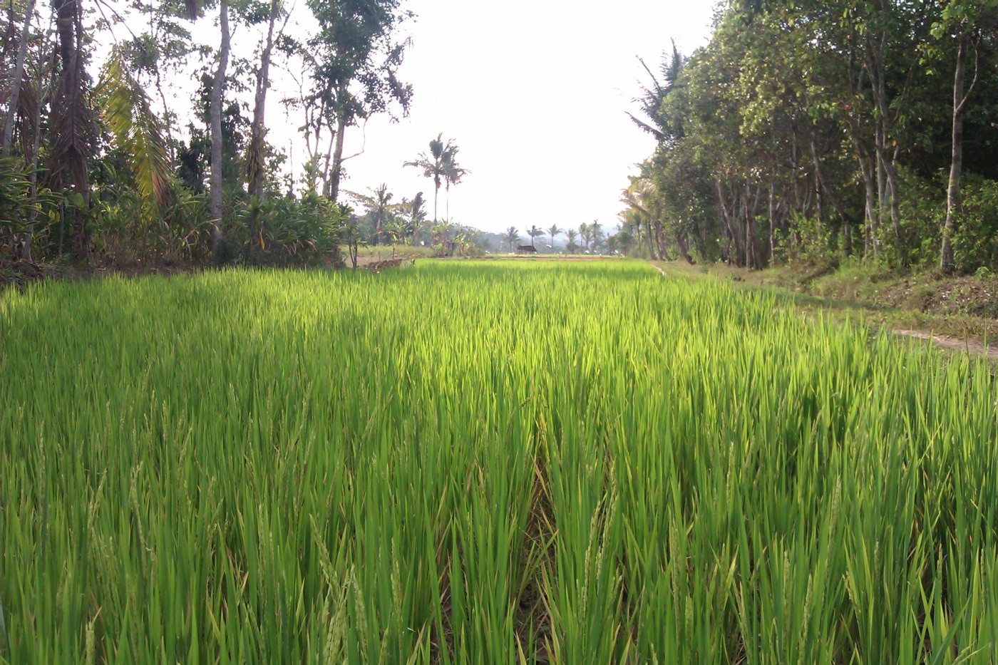 Atemberaubende Plantagen 