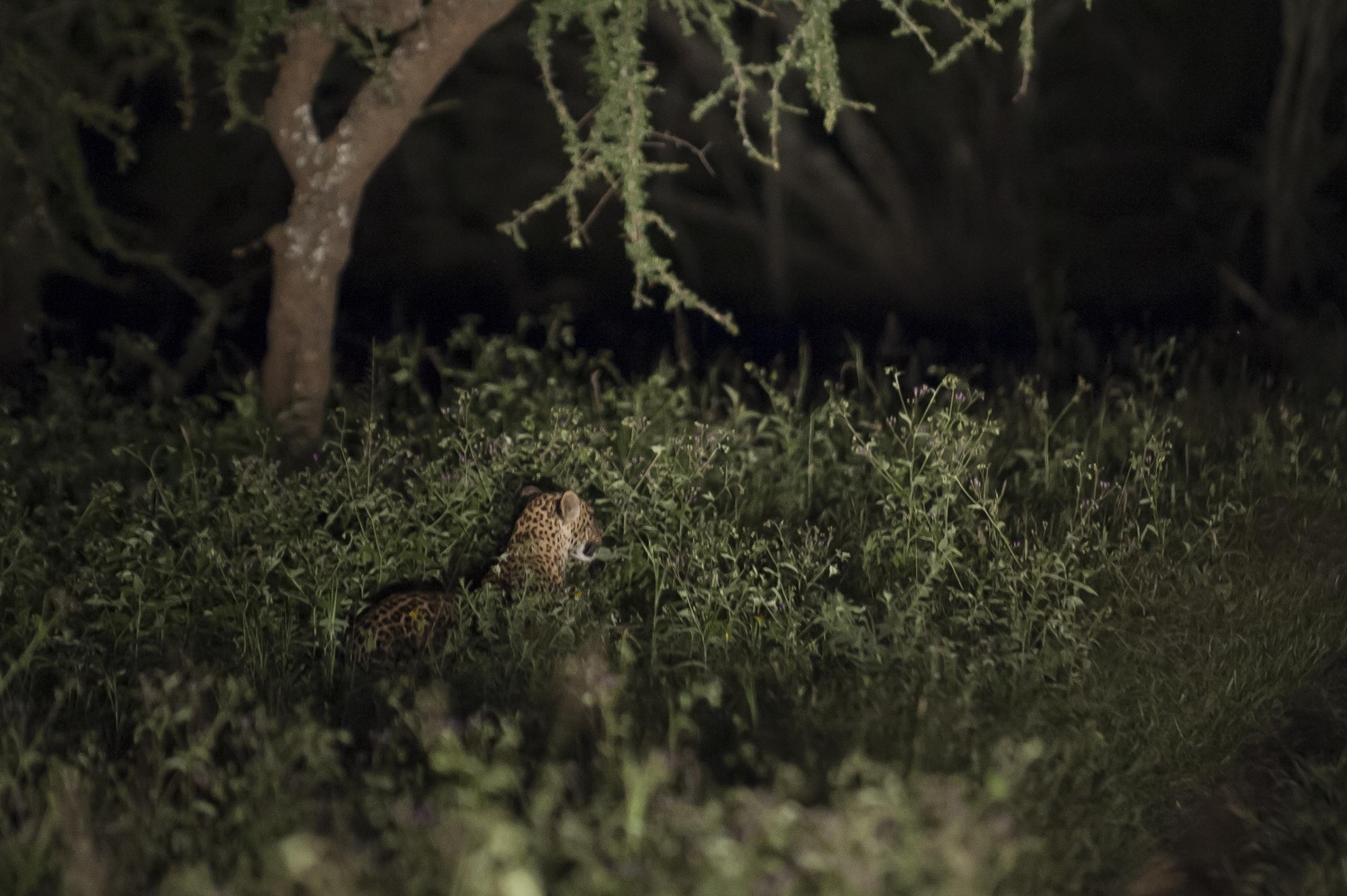 Das Highlight Night Game Drive