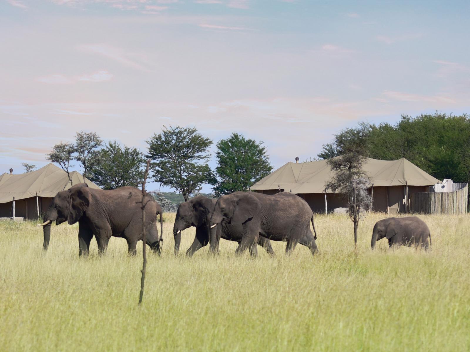 Auch den Elefanten gefällt die Lodge 