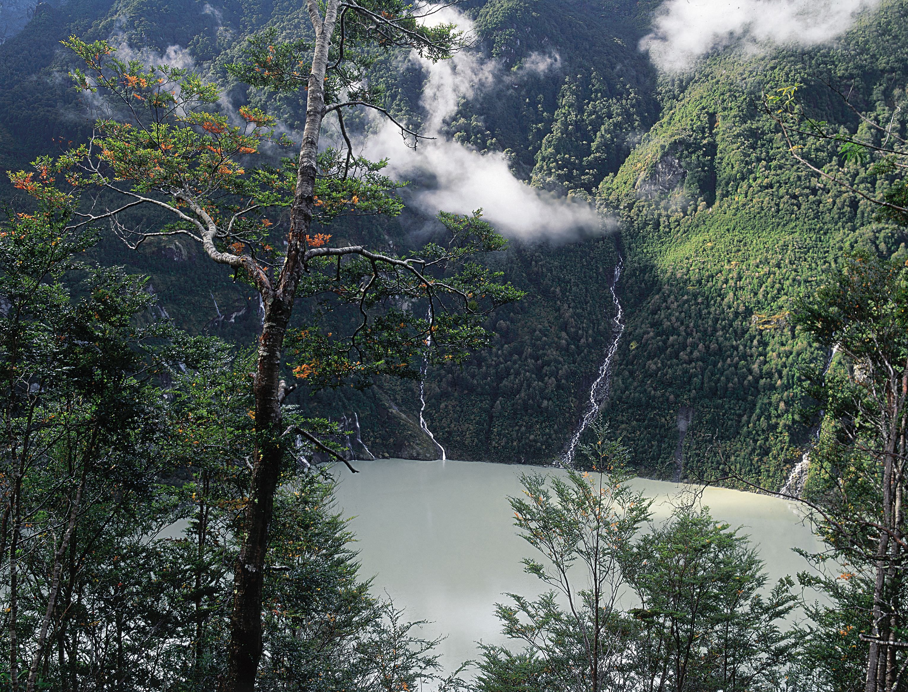 Chilenischen Regenwald erleben
