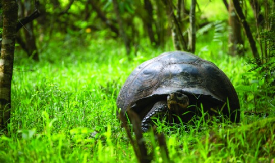 Galapagos Schildkröte