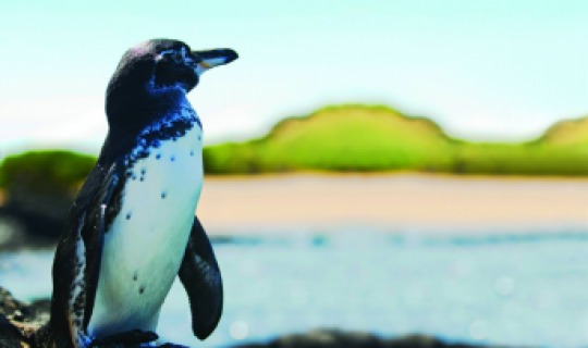 Süßer Galapagos Pinguin