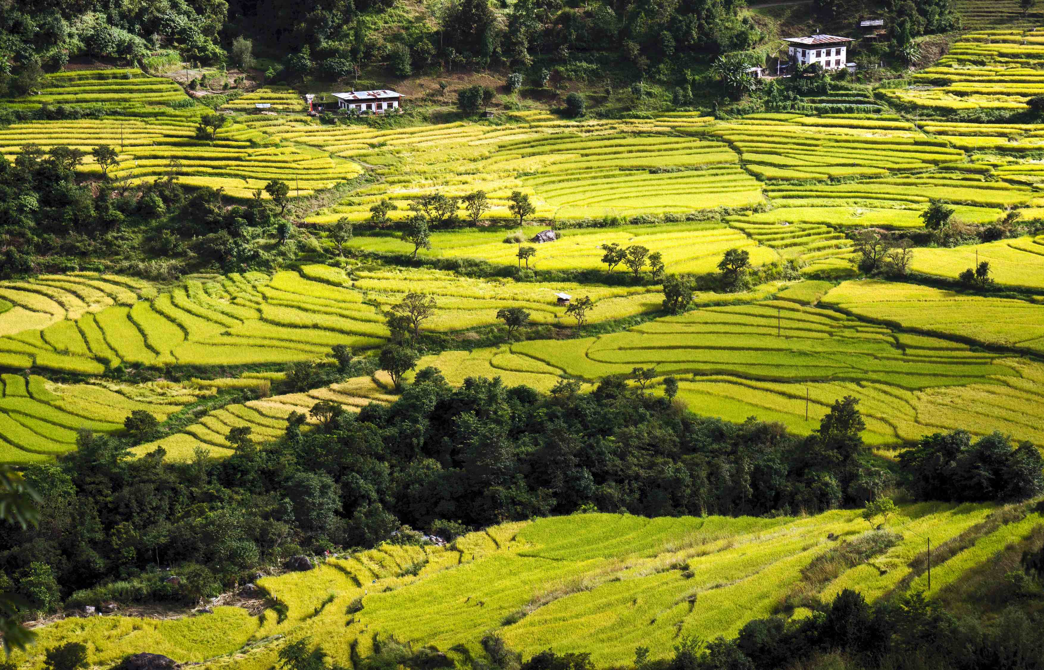 Das Punakha Tal in sattem Grün