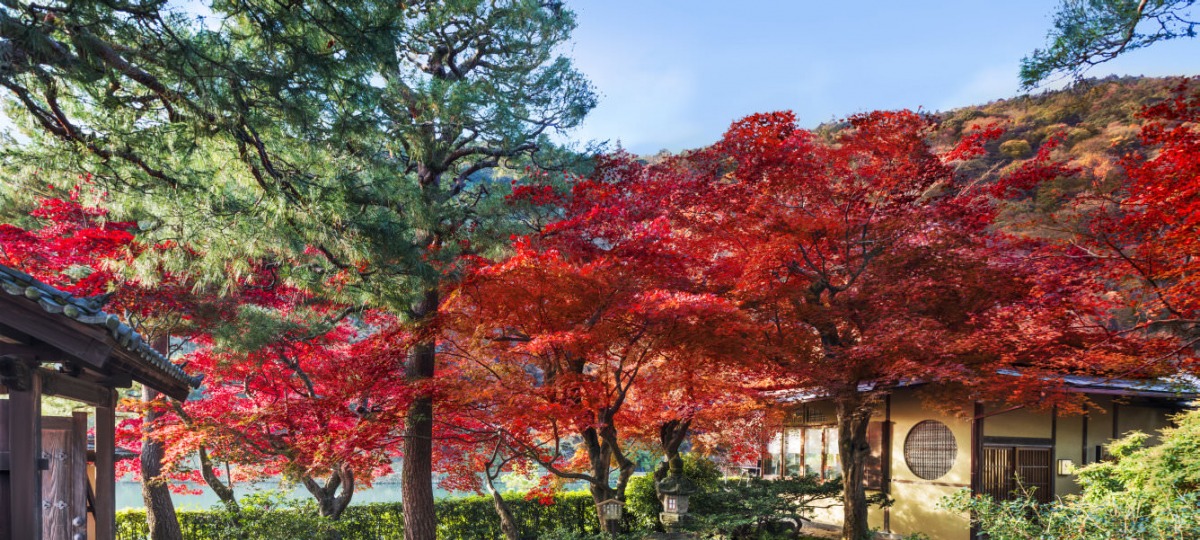 Herbstliche Farben auf dem Weg zum Cafe Hassui