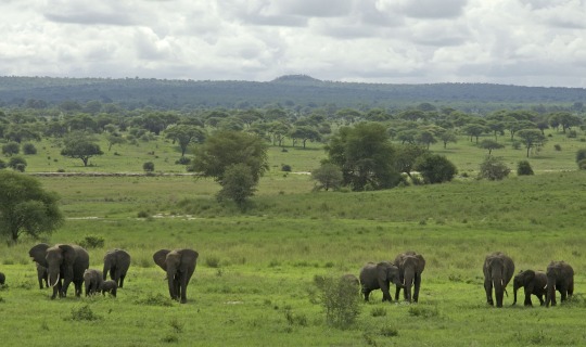 Der Tarangire Nationalpark