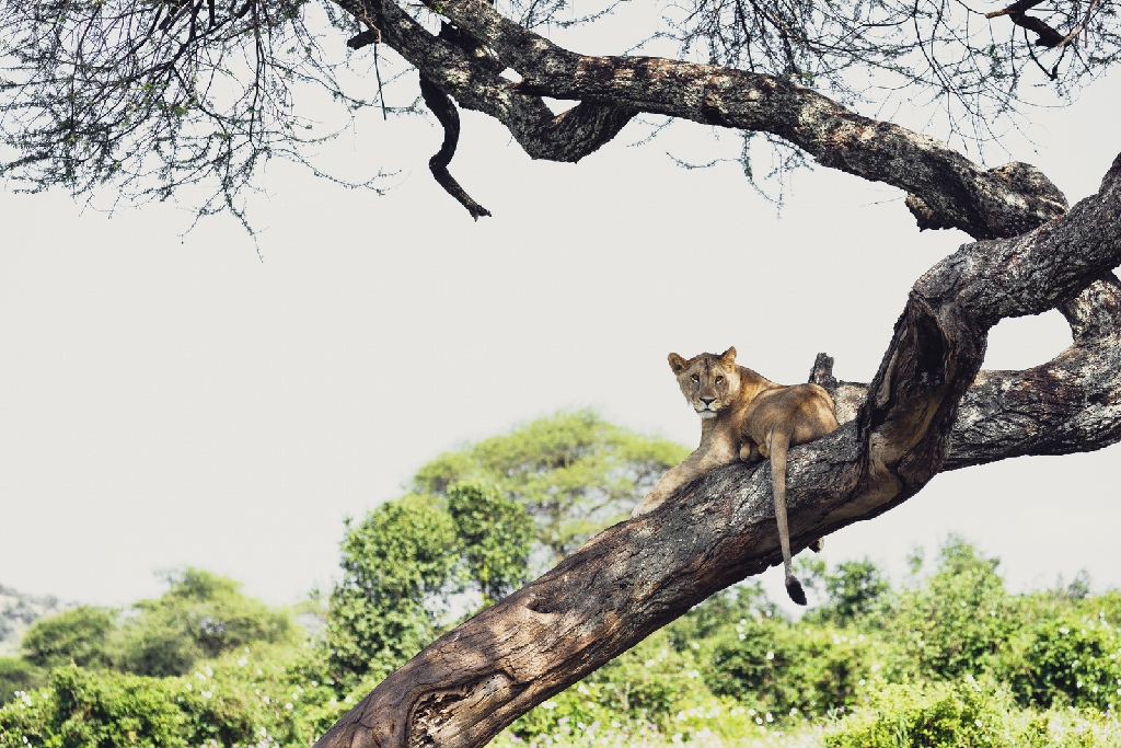 Aufregendes Wildleben 