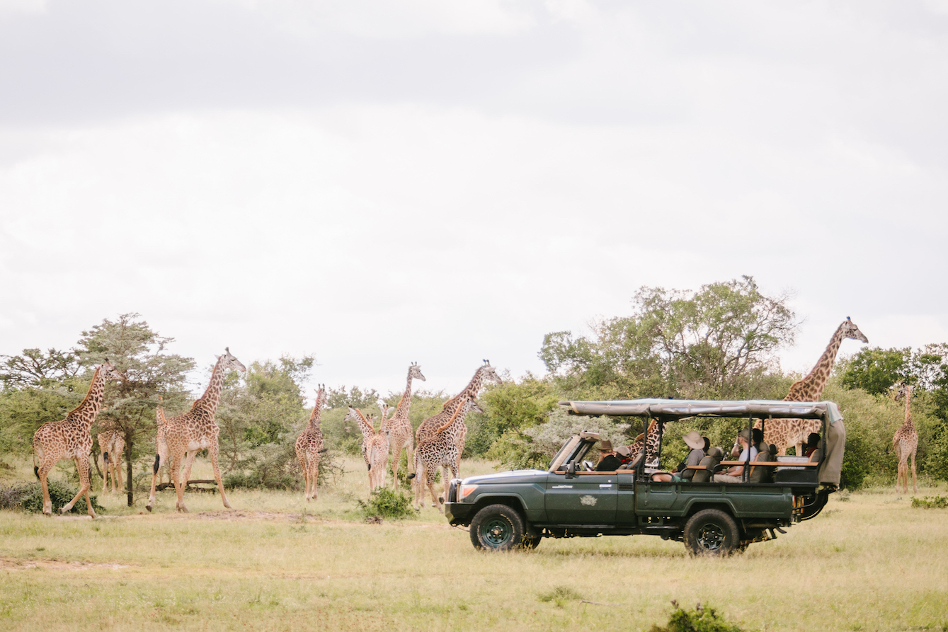 Entdecken Sie die Big 5 auf Ihrer Safari