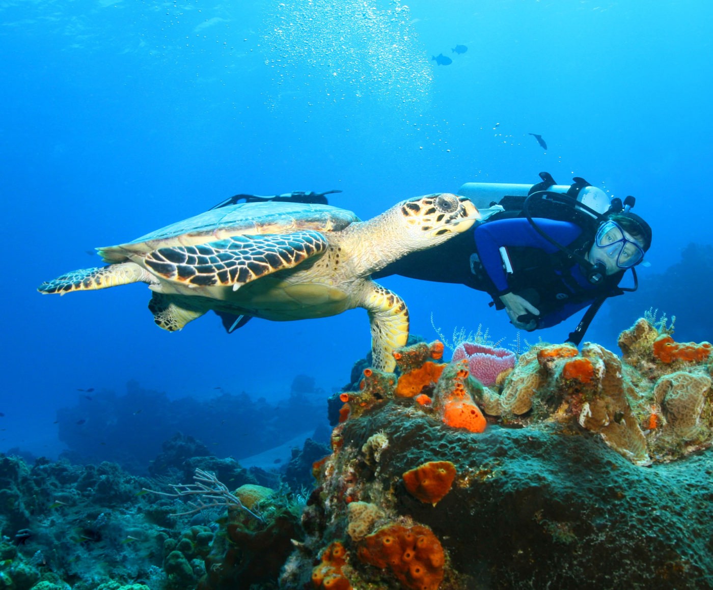 Entdecken Sie die Unterwasserwelt