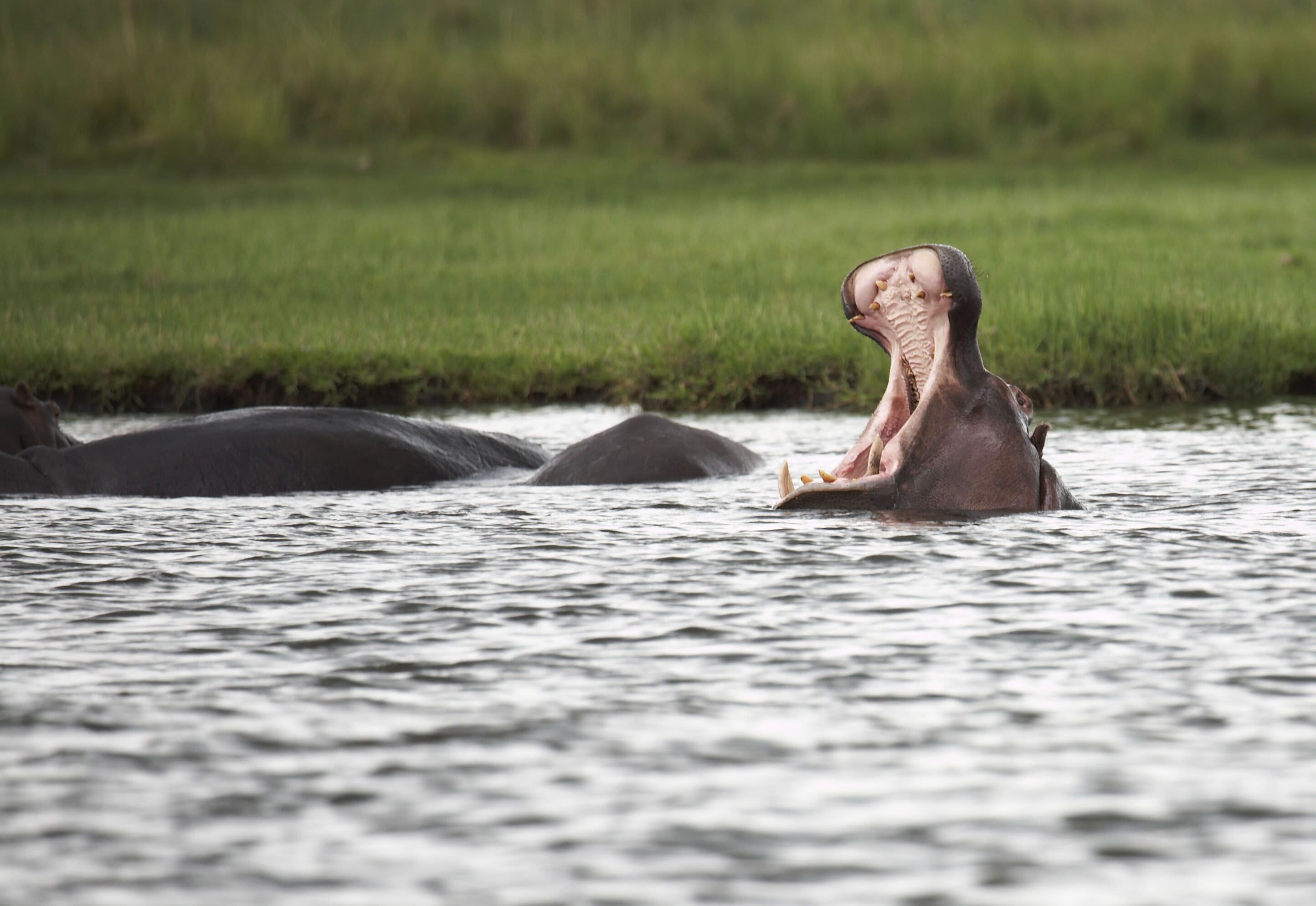 Einmalige Tierbeobachtungen 