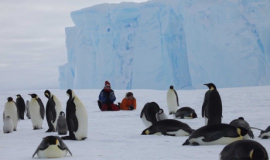 Allein unter 6000 Pinguinen