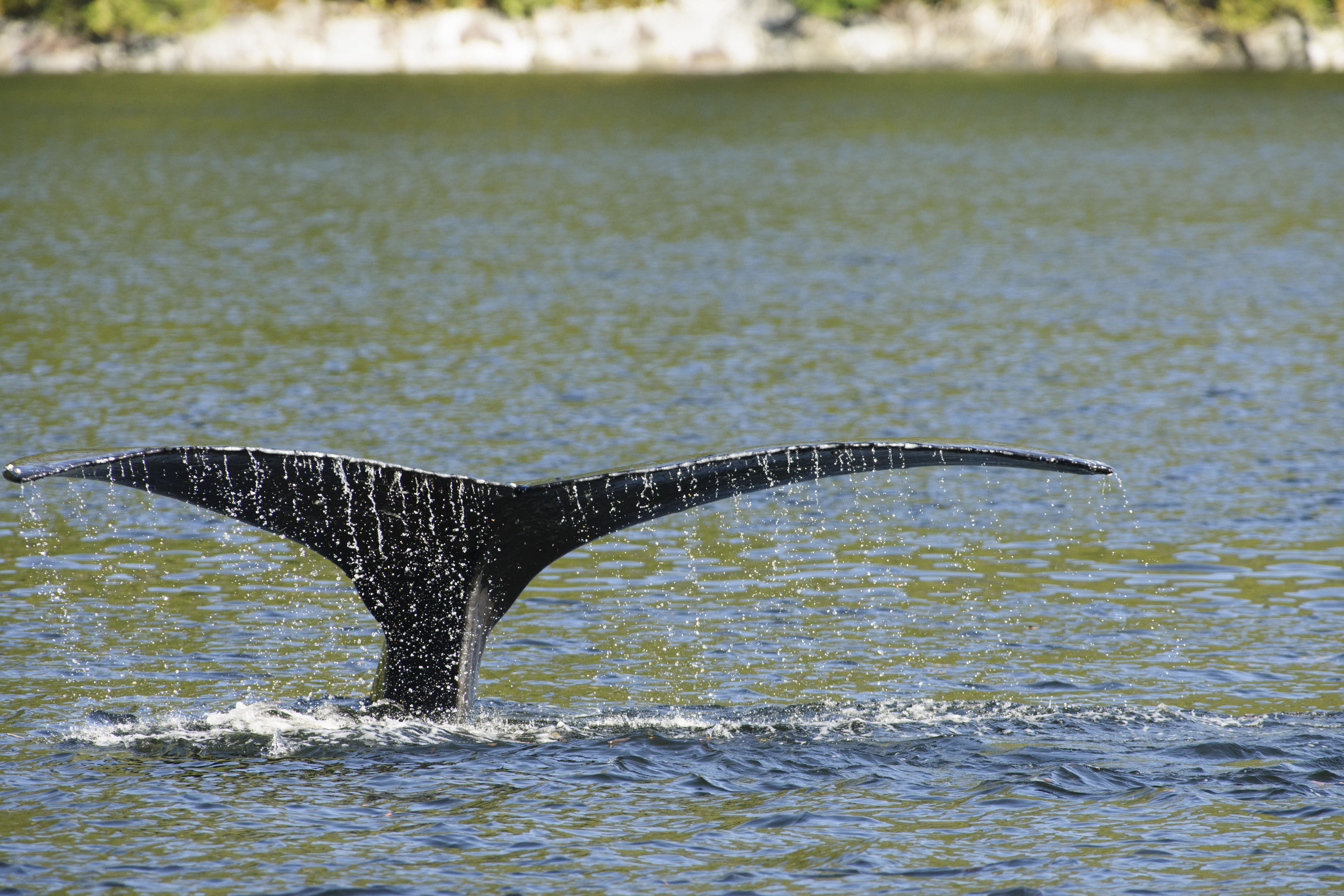 Ein Highlight der Reise - die Walbeobachtung