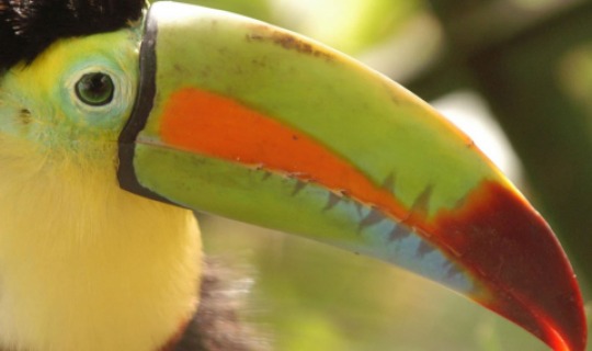 Entdecken Sie verschiedene Tierarten