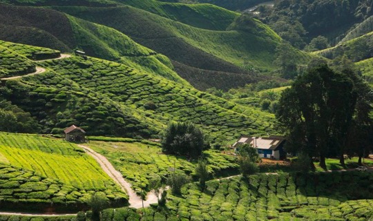 Herzlich Willkommen in den Cameron Highlands 