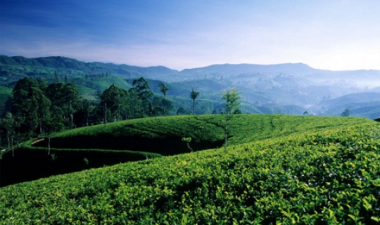 Sri Lankas üppige Natur