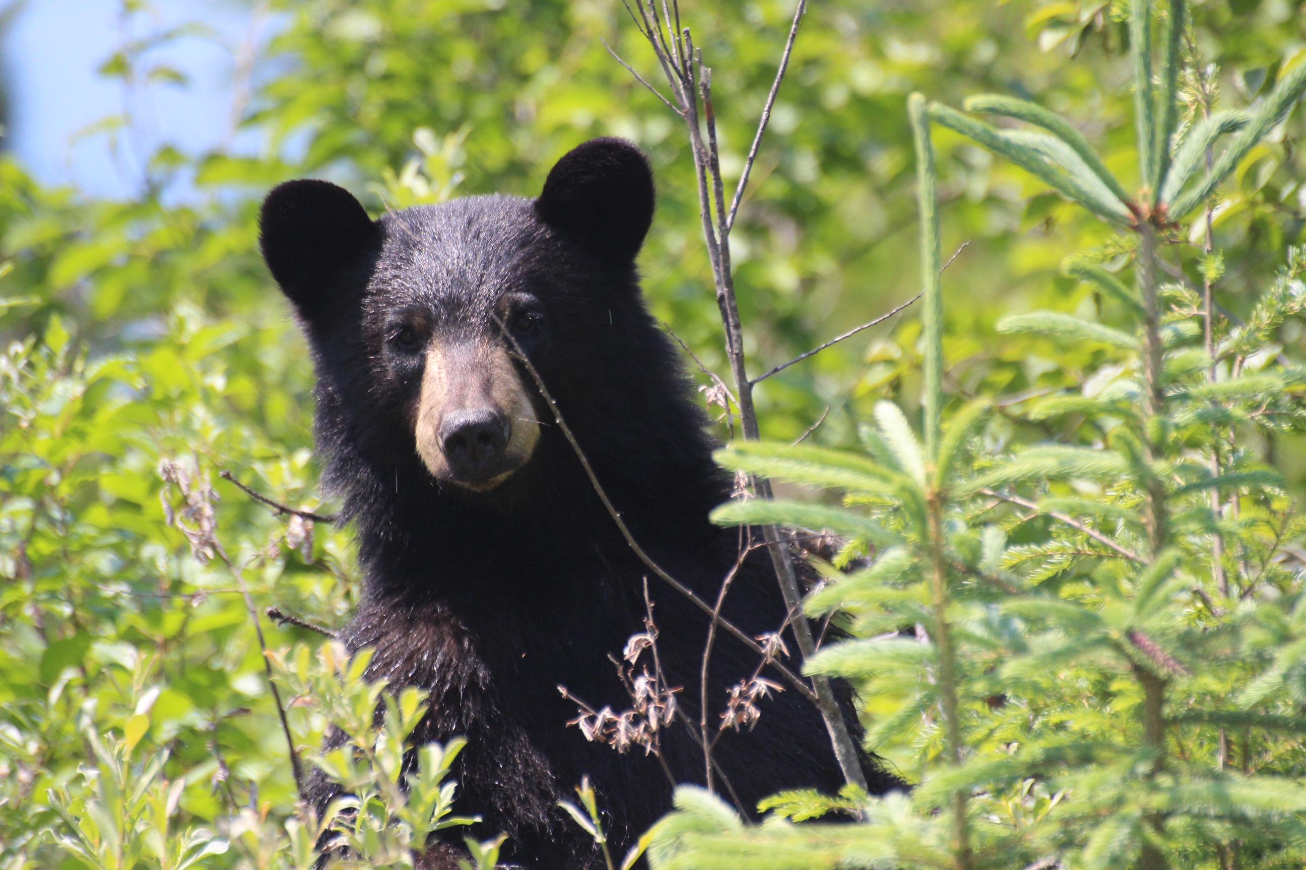 Ein neugieriger Schwarzbär auf Vancouver Island