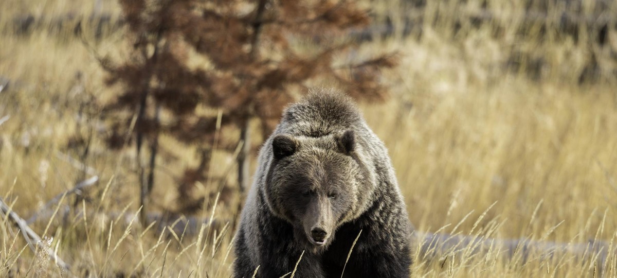 Den Grizzly sollte man aus gebührendem Abstand bewundern