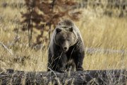 Den Grizzly sollte man aus gebührendem Abstand bewundern