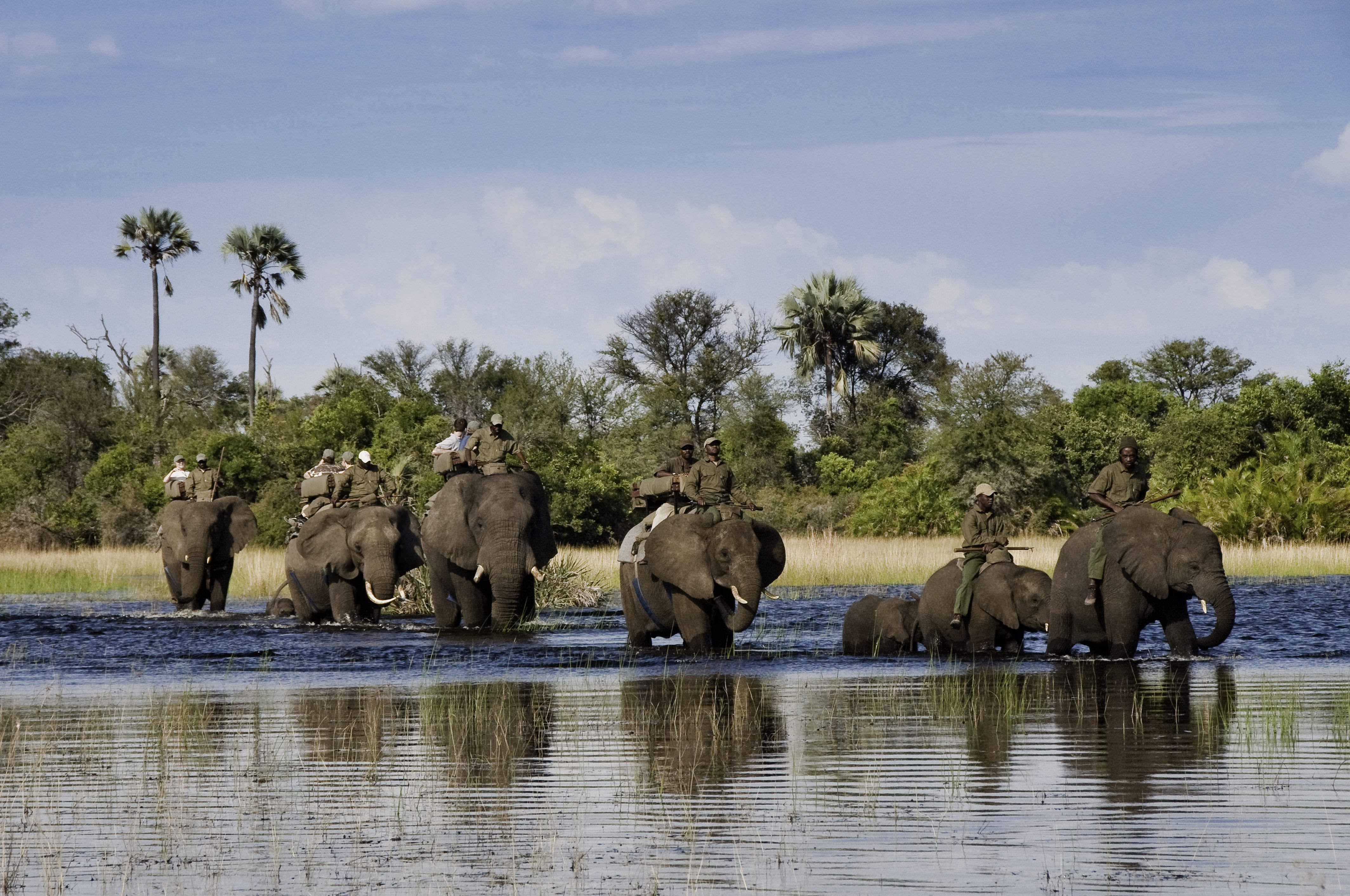 Safari auf dem Rücken der Abu Camp-Elefanten